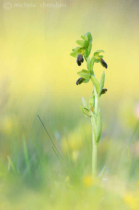 ophrys fusca